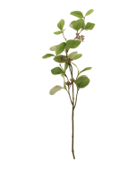 75cm Seeding Eucalyptus Green