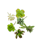 Succulent Assortment Bag Of 6