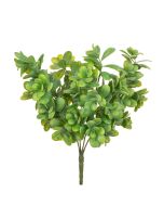 Giant Boxwood 42cm Bush UV Protected