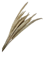 Mini Pampas Natural x 20 Stems
