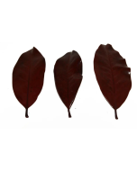 Magnolia Leaves Preserved Red x 1kg