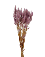 Lagarus/Bunny Tails Lavender 50g