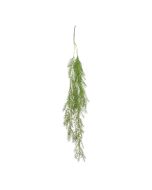 Trailing Asparagus Fern 100cm