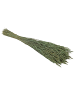 Avena Sativa (Oats) Dusty Green x 200g