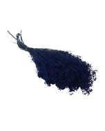 Preserved Broom Bloom - Blue