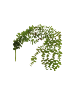 80cm Trailing Eucalyptus Vine Green
