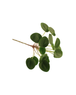 50cm Chinese Money Spray Green