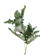 74cm Dusty Miller Spray Green
