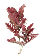 74cm Dusty Miller Spray Burgundy