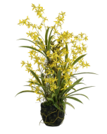 94cm Dancing Orchid Plant W/Moss Yellow