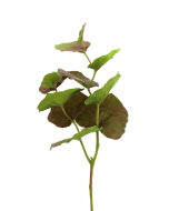 75cm Large Begonia Leaf Brown