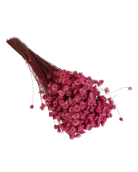 Glixia Bunch App 50cm Pink