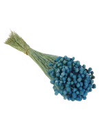 Amarelino Bunch App 50cm Blue