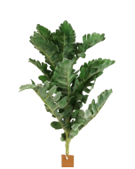 42cm Dusty Miller Pick Green