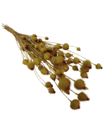 Strawberry Thistle 100g Natural