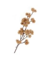 Echinops Spray - Brown (68cm long)