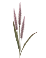Antique Fountain Grass 94cm Purple