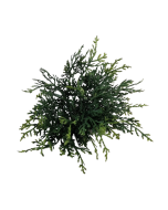 Cushion Bush - Green (25cm Long)