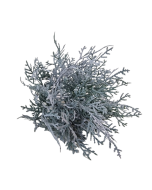 Cushion Bush - Grey (25cm Long)