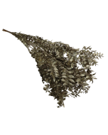 Ruscus x 5 Stems Platinum