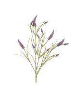Narrowleaf Crimson Clover 79cm Lavender