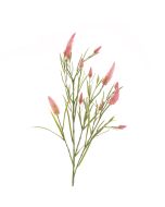 Narrowleaf Crimson Clover 79cm Pink