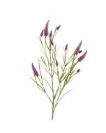 Narrowleaf Crimson Clover 79cm Purple