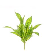 Dieffenbachia Bush x21 Lvs 47cm Green