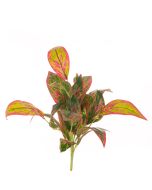 Dieffenbachia Bush x21 Lvs 47cm Green/Red