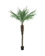 Pheonix Palm Potted 547L 180cm