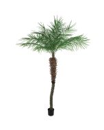 Pheonix Palm Pottd 1095L 240cm