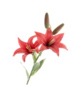 Real Touch Lily Spray - Red (2 heads & 2 buds, 65cm long)
