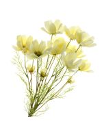 Coreopsis Bundle - Cream (3 stems, 62cm long)