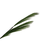 82cm Pampas Grass (Artificial) Spray Green