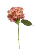 Hydrangea Spray Old Pink 50cm