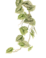 120cm Caladium Garland Green/White