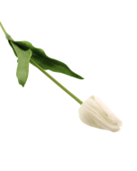 50cm Tulip White