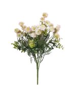 Santolina Chamaecyparissus Bush 38cm - Pink
