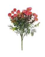 Santolina Chamaecyparissus Bush 38cm - Red/Pink