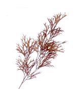 Staghorn Spray - Brown (105cm long)