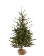 Spruce Pine In Burlap 122cm (New)