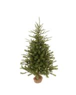 Spruce Pine In Burlap 152cm (New)