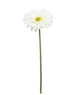 Single Gerbera 72cm Cream