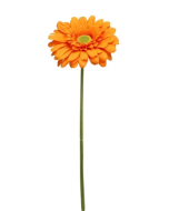 Single Gerbera 72cm Orange