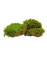 Preserved Provence Moss