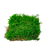 Preserved Curly Moss