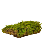 Preserved Fern Moss