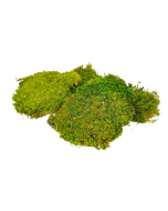 Preserved Plate Moss