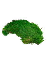 Preserved Mixed Flat Moss