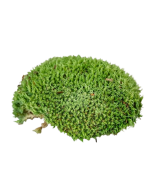 Ball Moss Natural